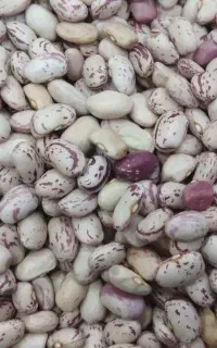 لوبیا چیتی