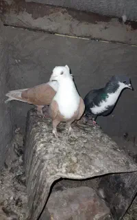 ۷ تا نر  +۳تا ماده + یه جفت سرسفید کلاهی