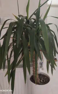فروش گل