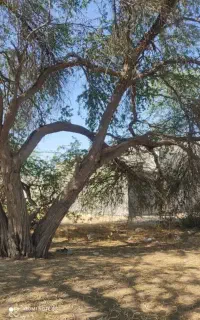 برش درخت