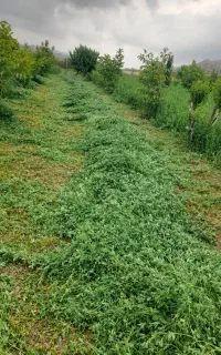 فروش بیده دست تاب بدون علف وخیلی نازوک