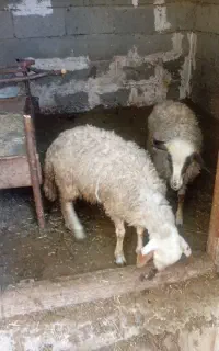 با سلام فروش دو عدد بره ماده