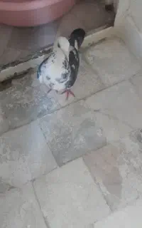 کبوتر