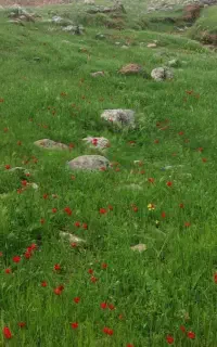 کارگر