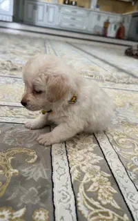 سگ پا کوتاه