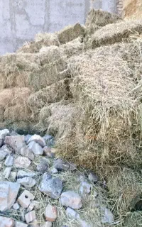 یونجه پشه دوره