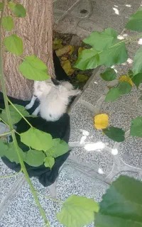 سگ پاکوتاه