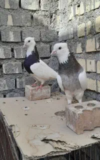 طوقی