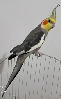 عروس نر یکسال‌نیم