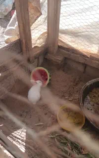 بچه خرگوش و خرگوش بزرگ فروشی