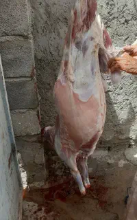 ذبح گوسفند  روز عید