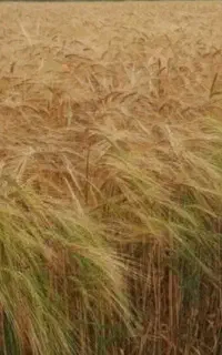 همکاری درزمینه باغداری و کشاورزی
