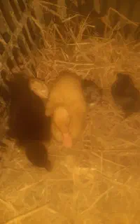 ۲اردک و ۳ جوجه