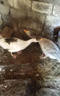 قوقاز
