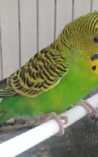 مرغ عشق