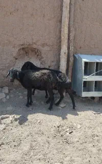 میش