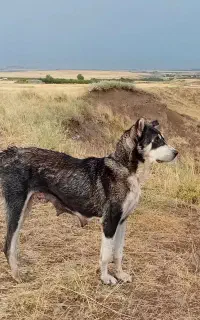 اهر