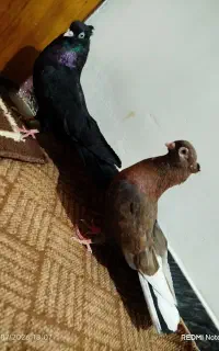 فروش یه جفت ذاغ
