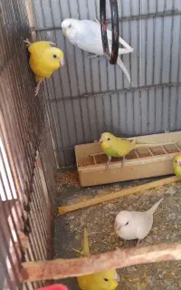 ۶ عدد مرغ عشق نر و ماده