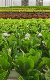 شریک برای کشت ذرت مکزیکی