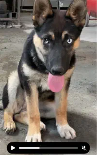 توله سگ ژرمن