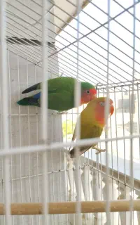 جفت کوتوله