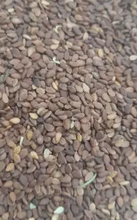 کنجد بذر موجود است درز تلفن