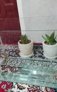 طول ۶۰ . عرض۳۳. ارتفاع ۴۰