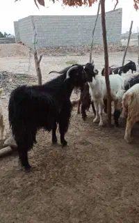 پازن