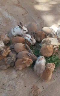 خرگوش لوپ