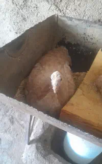 بوقلمون
