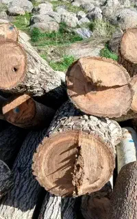 خرید وفروش چوب گردو صنوبر چنار
