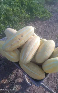 فروش خربزه مشهدی