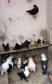 دفترچه یادداشت
