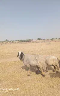 با سلام نرمیش سالم سر حال قیمت۵۵