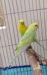 یک جفت مرغ عشق زیبا