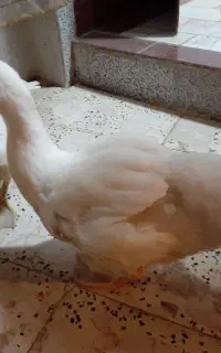 اوردک  اسرائیلی