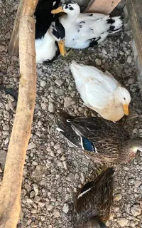 اردک پنج عدد