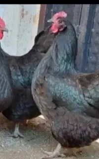 ۱۰۰ عدد مرغ تخمگذار جوان گلپایگانی ومرندی مشکی