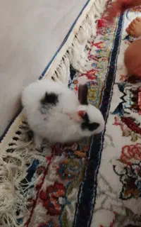 بچه خرگوش