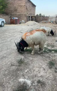 بزغاله دبری