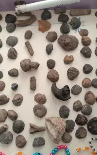 فسیل صدف