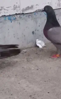 کبوتر قلمکار و سبز