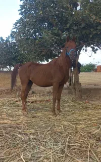 اسب نصبان