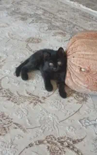 واگذاری رایگان بچه گربه