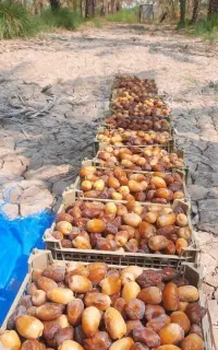 رطب کبکاب بوشهر