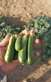 خیار محلی درجه یک، کاملا ارگانیک با اب چاه