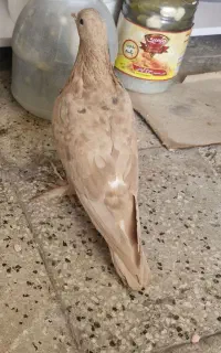 کفتر زرد
