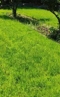 385 سینی نشا طارم درجه یک بینام 75روزه