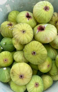 انجیر شیرین